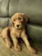 Goldendoodle Puppies for sale in Wellington, FL, USA. price: $1,700