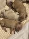 Goldendoodle Puppies for sale in Morganton, NC 28655, USA. price: $1,600