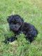 Goldendoodle Puppies for sale in Norwalk, CA, USA. price: NA