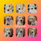 Goldendoodle Puppies for sale in Olathe, KS, USA. price: NA