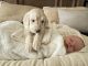 Goldendoodle Puppies for sale in Crockett, TX 75835, USA. price: $1,000