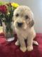Goldendoodle Puppies for sale in Temecula, CA, USA. price: $1,000