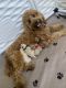 Goldendoodle Puppies for sale in Montgomery, AL 36117, USA. price: NA