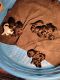 Goldendoodle Puppies for sale in Darlington, SC 29532, USA. price: NA