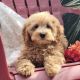 Goldendoodle Puppies for sale in Penn Yan, NY 14527, USA. price: $750