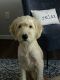 Goldendoodle Puppies for sale in Silver Spring, MD, USA. price: $1,500