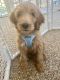 Goldendoodle Puppies for sale in Thousand Oaks, CA, USA. price: $1,500