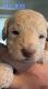 Goldendoodle Puppies for sale in Port Huron, MI, USA. price: $1,300