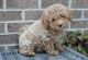 Goldendoodle Puppies for sale in Easton, PA, USA. price: NA