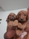 Goldendoodle Puppies for sale in Yuma, AZ, USA. price: NA