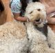 Goldendoodle Puppies for sale in Munster, IN, USA. price: NA