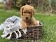 Goldendoodle Puppies for sale in Oxford Charter Township, MI, USA. price: NA