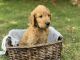 Goldendoodle Puppies for sale in Oxford Charter Township, MI, USA. price: $800