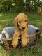 Goldendoodle Puppies for sale in Oxford Charter Township, MI, USA. price: $800