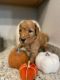 Goldendoodle Puppies for sale in San Marcos, CA, USA. price: NA