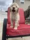 Goldendoodle Puppies for sale in Cleveland, TN 37323, USA. price: $1,000