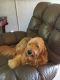 Goldendoodle Puppies for sale in Gulfport, MS, USA. price: $1,500