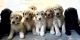Goldendoodle Puppies for sale in Corning, NY 14830, USA. price: $1,000