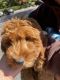 Goldendoodle Puppies for sale in Kennesaw, GA, USA. price: $4,500