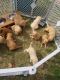 Goldendoodle Puppies for sale in Mankato, MN 56001, USA. price: $1,000
