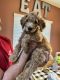Goldendoodle Puppies for sale in Surprise, AZ, USA. price: $900