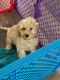 Goldendoodle Puppies for sale in Sterling Heights, MI, USA. price: $1,200