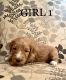 Goldendoodle Puppies for sale in Elizabethtown, KY, USA. price: NA