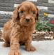 Goldendoodle Puppies for sale in Iowa Falls, IA 50126, USA. price: $2,000