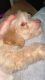 Goldendoodle Puppies for sale in 3131 NE 1st Ave, Miami, FL 33137, USA. price: NA