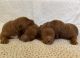 Goldendoodle Puppies for sale in Fayetteville, WV 25840, USA. price: $2,500