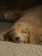 Goldendoodle Puppies for sale in Fortville, IN 46040, USA. price: $1,000