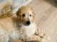 Goldendoodle Puppies for sale in San Diego, CA, USA. price: $1,200