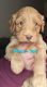 Goldendoodle Puppies for sale in Port Huron, MI, USA. price: $1,200
