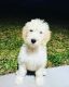 Goldendoodle Puppies for sale in Clermont, FL, USA. price: NA