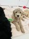Goldendoodle Puppies for sale in Westminster, CO 80023, USA. price: $1,500
