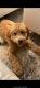 Goldendoodle Puppies for sale in Fort Lauderdale, FL, USA. price: $1,300