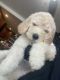 Goldendoodle Puppies for sale in San Diego, CA, USA. price: $1,500