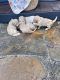 Goldendoodle Puppies for sale in Thomasville, NC 27360, USA. price: $1,000