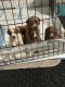 Goldendoodle Puppies for sale in Chesapeake, VA 23322, USA. price: $2,000