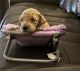 Goldendoodle Puppies for sale in Shelton, WA 98584, USA. price: $1,300