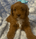 Goldendoodle Puppies for sale in Iowa Falls, IA 50126, USA. price: $1,500