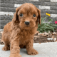 Goldendoodle Puppies for sale in Iowa Falls, IA 50126, USA. price: $1,300
