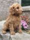 Goldendoodle Puppies for sale in Centereach, NY, USA. price: $600