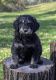 Goldendoodle Puppies for sale in Beaver Dam, WI 53916, USA. price: NA