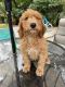 Goldendoodle Puppies for sale in Largo, FL, USA. price: $400