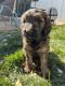 Goldendoodle Puppies for sale in Fort Collins, CO, USA. price: NA