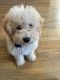 Goldendoodle Puppies for sale in Sterling Heights, MI, USA. price: $900