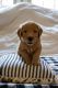 Goldendoodle Puppies for sale in Fincastle, VA 24090, USA. price: NA