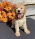 Goldendoodle Puppies for sale in Bogue Chitto, MS 39629, USA. price: $800