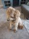 Goldendoodle Puppies for sale in West Frankfort, IL 62896, USA. price: NA